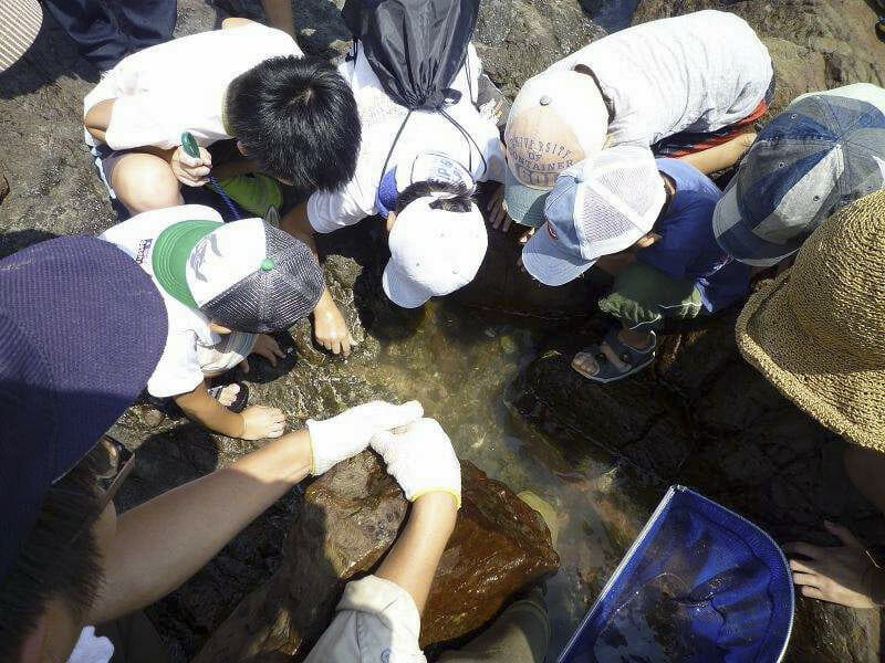 「磯の生物を観察しよう！」磯生物観察会開催！